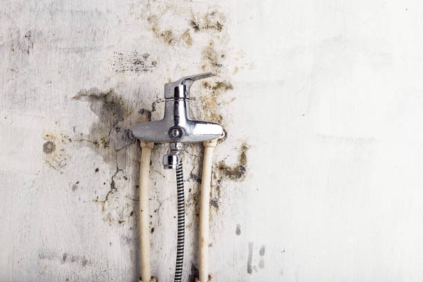 Mold Testing and Removal in Hawaiian Beaches, HI
