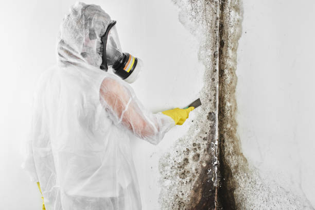 Best Office Mold Removal Services  in Hawaiian Beaches, HI