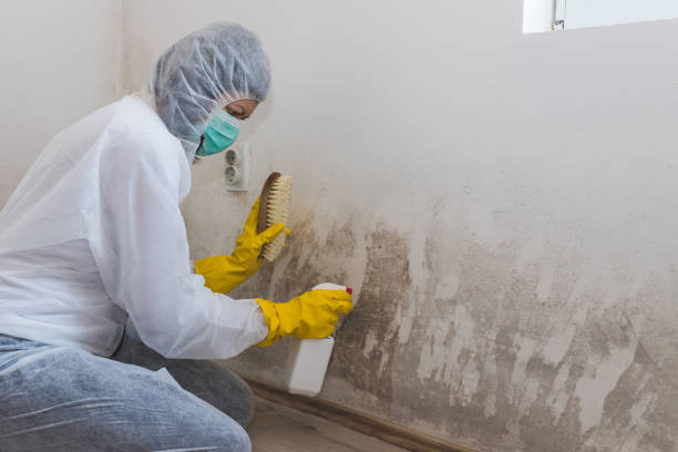 Best Crawl Space Mold Removal  in Hawaiian Beaches, HI