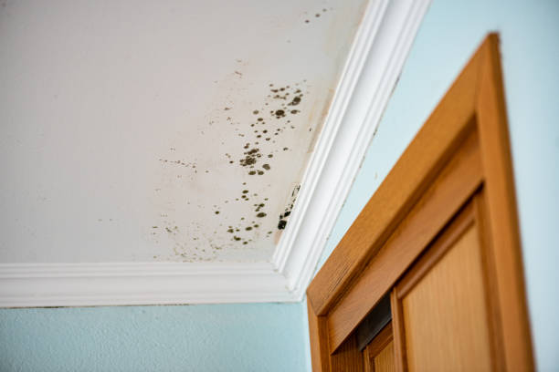 Best Toxic Mold Removal  in Hawaiian Beaches, HI