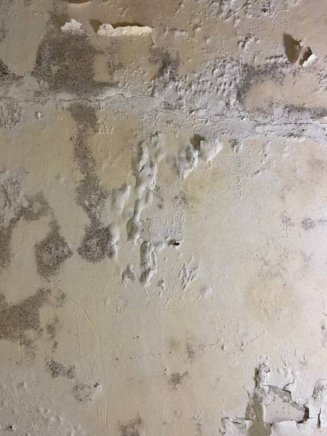 Best Mold Cleaning Services  in Hawaiian Beaches, HI