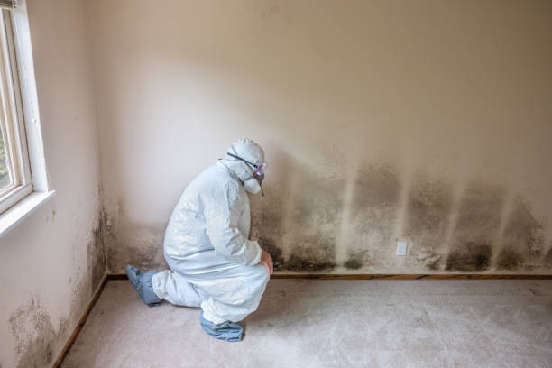 Best Office Mold Removal Services  in Hawaiian Beaches, HI