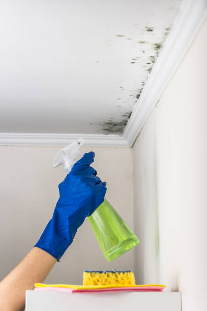 Best Toxic Mold Removal  in Hawaiian Beaches, HI
