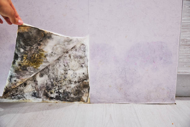 Best Commercial Mold Removal  in Hawaiian Beaches, HI